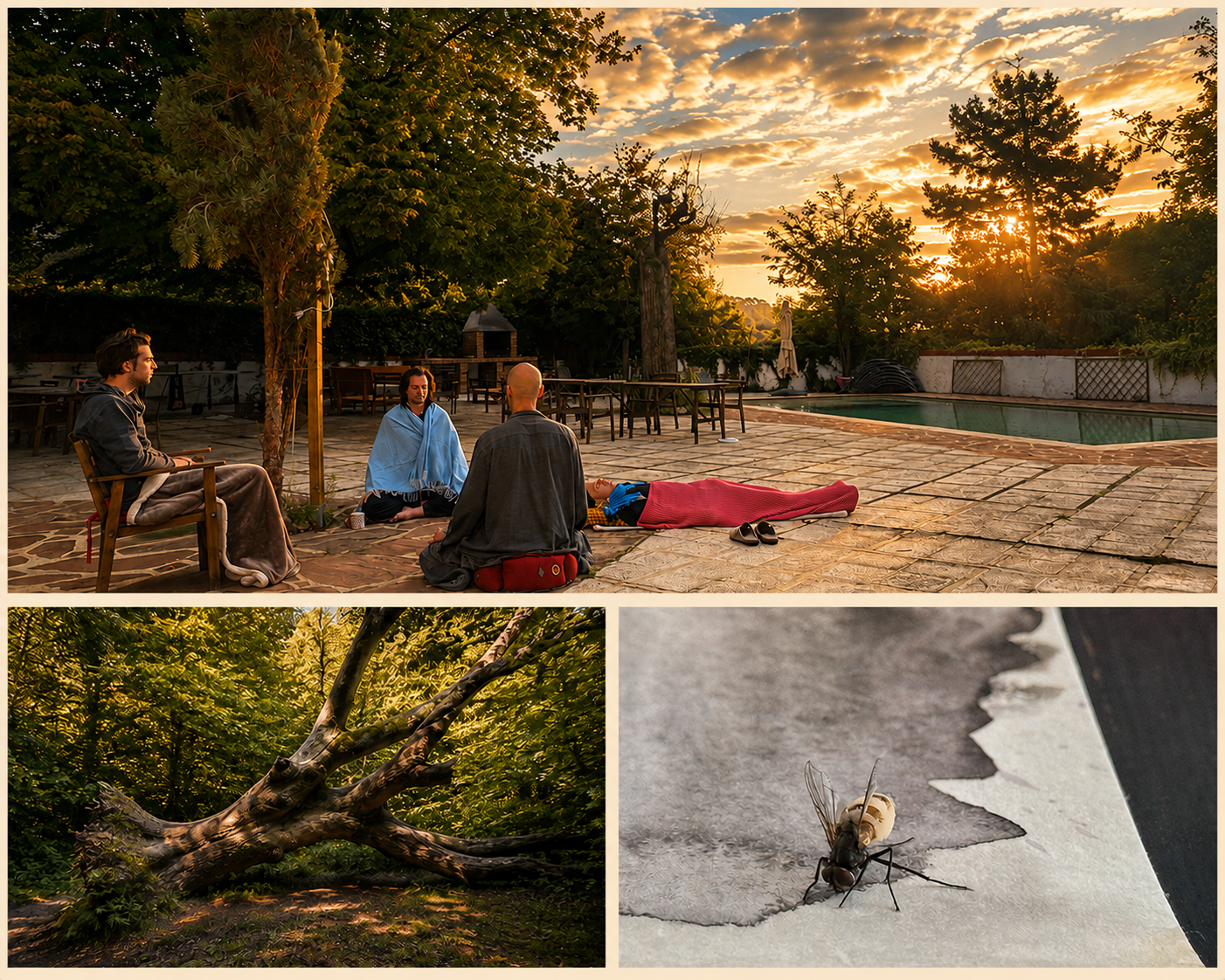 Sitting together at sunrise, a fallen tree in the woods, and a fly on paper